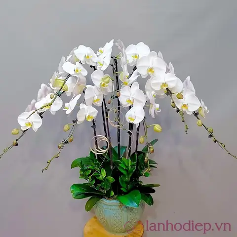 Gợi Ý Cách Chọn Hoa Đi Lễ Chùa Vào Dịp Phật Đản Sắp Tới