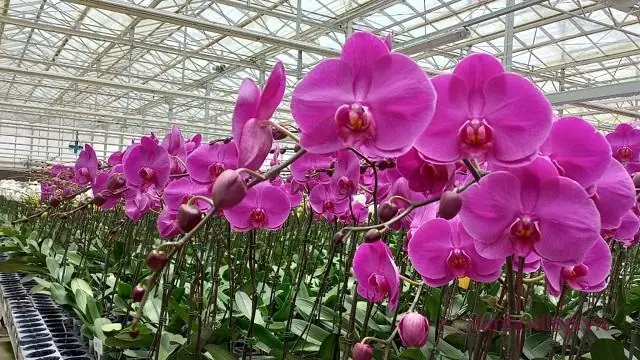 Gợi Ý Cách Chọn Hoa Đi Lễ Chùa Vào Dịp Phật Đản Sắp Tới