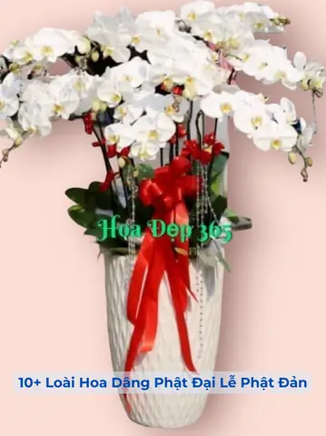 10+ Loài Hoa Dâng Phật Đại Lễ Phật Đản Đẹp, Trang Nghiêm Mới ...