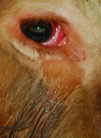 Câu Chuyện Phật Pháp Nhiệm Màu