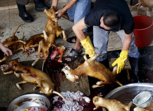 Câu Chuyện Phật Pháp Nhiệm Màu