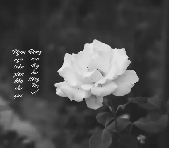 Câu Đối Đám Tang Mẹ