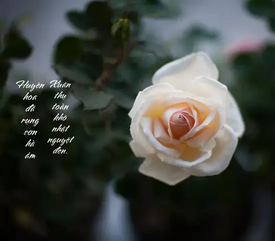 Những Câu Đối Phúng Viếng Đám Tang