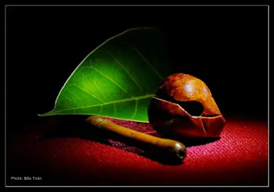 Cầu Phật Gia Hộ