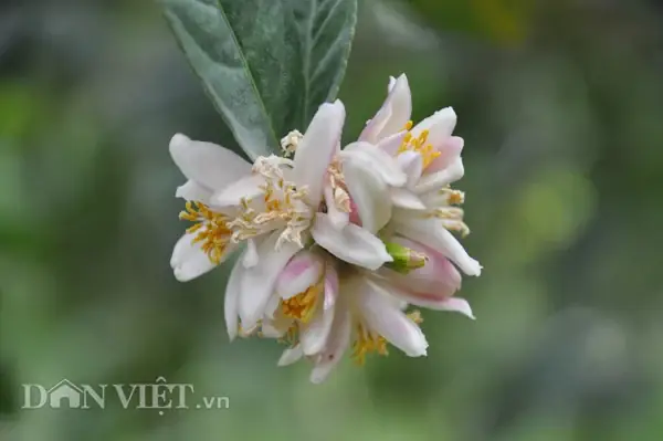 Cây Bàn Tay Phật