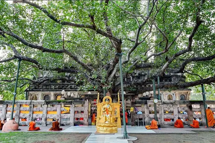 Cây Bồ Đề Và Quá Trình Tu Luyện Của Đức Phật