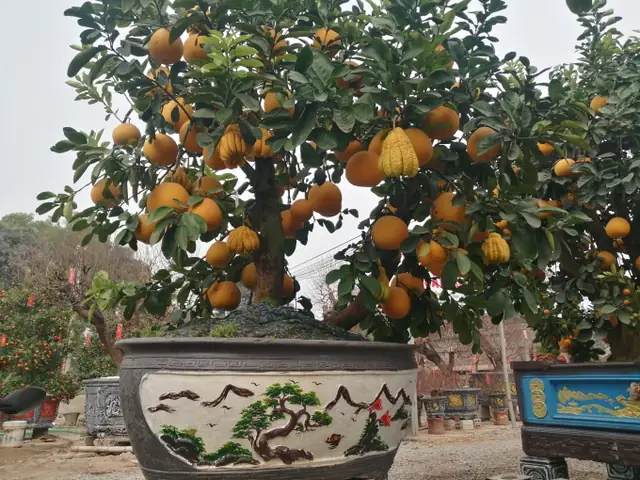 Quất Tháp Chóp, Bưởi Bonsai Đón Tết