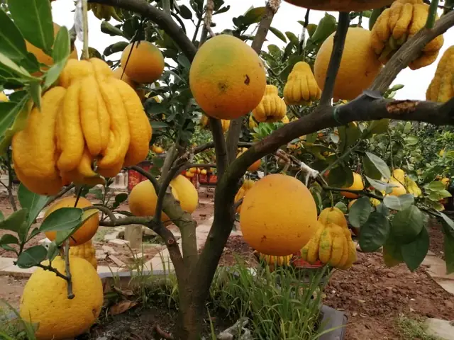 Quất Tháp Chóp, Bưởi Bonsai Đón Tết