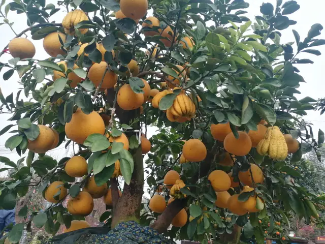 Quất Tháp Chóp, Bưởi Bonsai Đón Tết