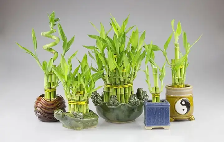 Cành Phát Lộc Cắm Bàn Thờ – Cây Để Ban Thần Tài