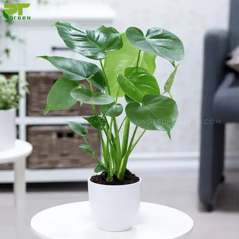 Công Dụng Của Cây Tai Phật