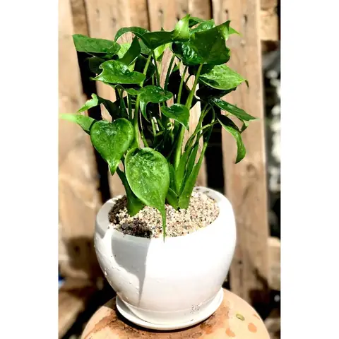 Vị Trí Đặt Cây Tai Phật Phù Hợp