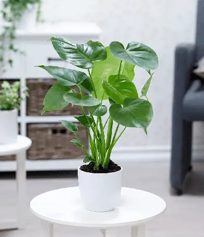 Tại Sao Người Tuổi Thìn Nên Trồng Cây Này?