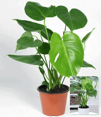 Cây Tai Phật Có Ý Nghĩa Như Thế Nào??