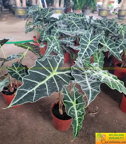 Cây Môn Phật Bà Lá To