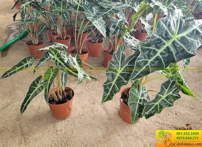 Bán Cây Môn Quan Âm