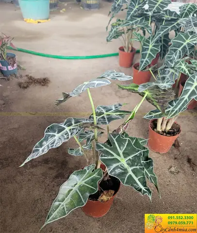 Cây Môn Quan Âm Lá Nhỏ