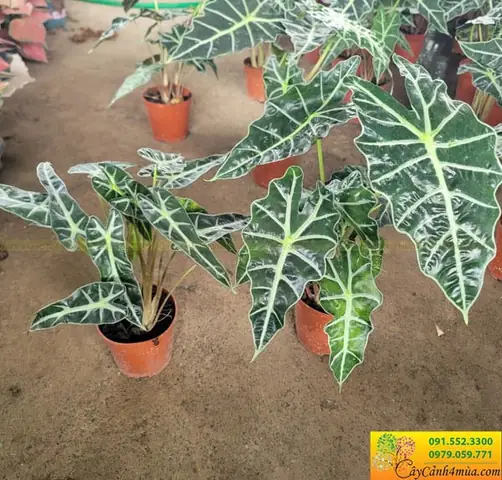 Cây Môn Quan Âm Lá Nhỏ - Phật Bà Lá To