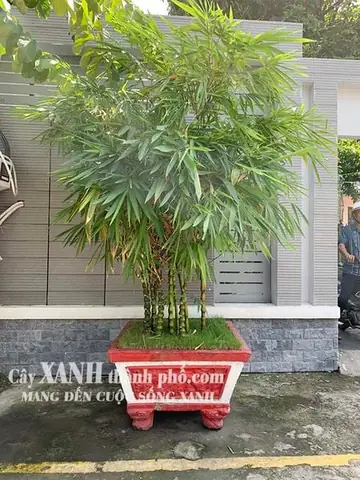 Cây Trúc Kiểng - Trúc Quan Âm – Công Ty Cp Cây Xanh Đô Thị ...