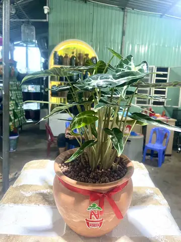 Cây Môn Phật Bà - Đặc Điểm, Ý Nghĩa, Công Dụng, Cách Trồng Và ...