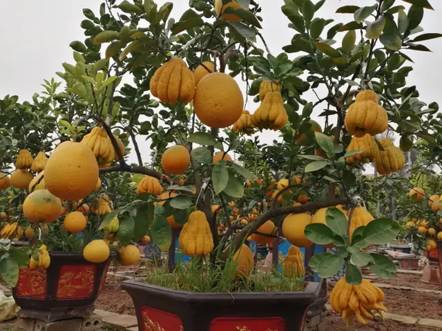 Quất Tháp Chóp, Bưởi Bonsai Đón Tết