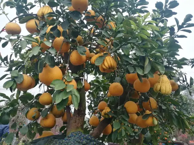 Quất Tháp Chóp, Bưởi Bonsai Đón Tết