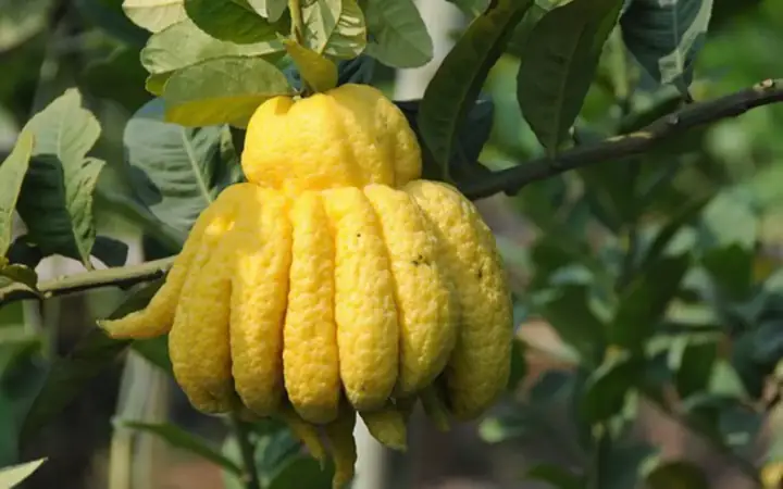 Y-nghia-cach-trong-cay-phat-thu-voh-7