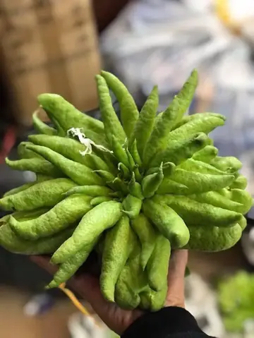 Ý Nghĩa Cây Phật Thủ