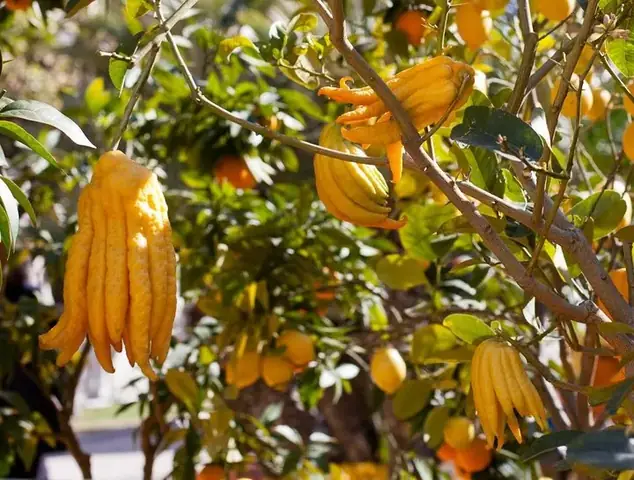 Sự Tích Cây Phật Thủ