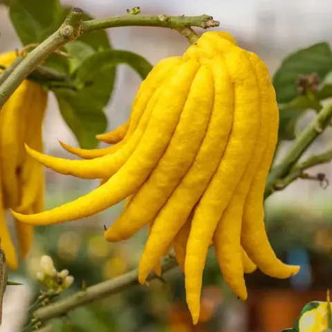 Sự Tích Cây Phật Thủ