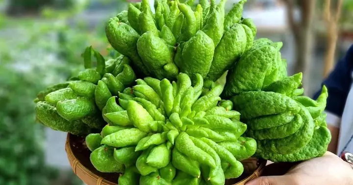 Phật Thủ 'khủng' Giá Tiền Triệu, Nhà Giàu Tranh Nhau Mua Về Trưng Tết