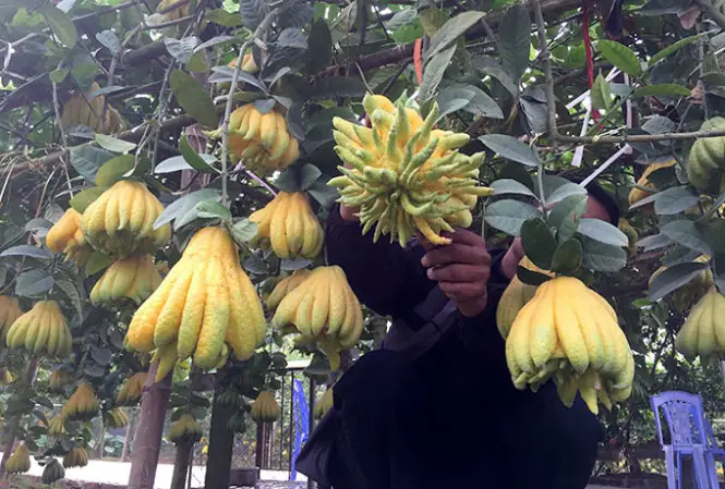 Cây Phật Thủ Trồng Ở Miền Nam Được Không