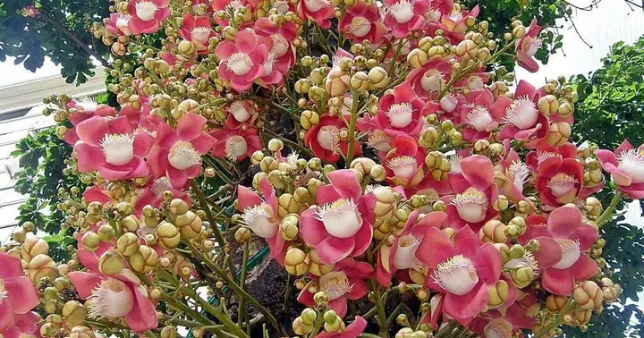 Vì Sao Cây Sala Được Phật Tử Khắp Thế Giới Rất Tôn Sùng?