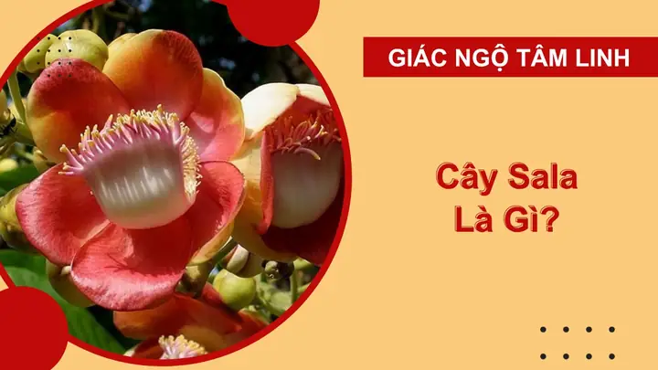 Cây Sala Là Gì? Sự Tích Cây Sala Và Đức Phật Thích Ca Mâu Ni