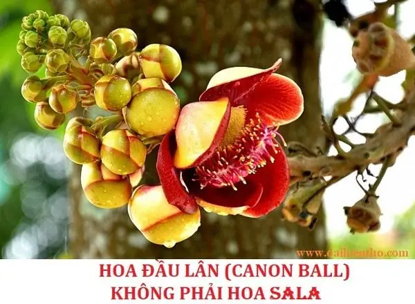 Cây Sala Nơi Đức Phật Nhập Niết Bàn