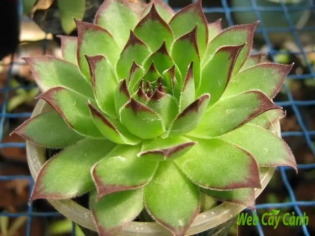 Cây Sen Phật Bà: Ý Nghĩa Phong Thủy Và Cách Chăm Sóc Dễ Dàng Cho Người Mới Bắt Đầu