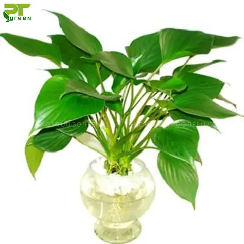 Ý Nghĩa Cây Môn Tai Phật? Cây Tai Phật Hợp Tuổi Gì?