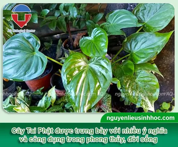 Cây Tai Phật: Đặc Điểm, Ý Nghĩa Và Cách Bố Trí Phù Hợp