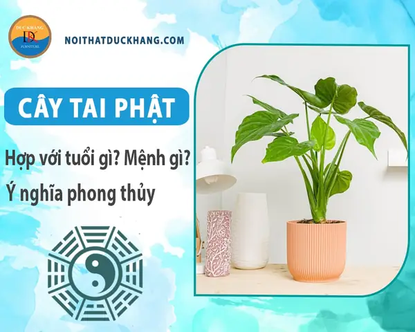 Cây Tai Phật Hợp Với Tuổi Gì? Mệnh Gì? Ý Nghĩa Phong Thủy