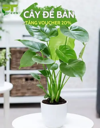 Cây Tai Phật - Đặc Điểm, Ý Nghĩa Và Cách Chăm Sóc