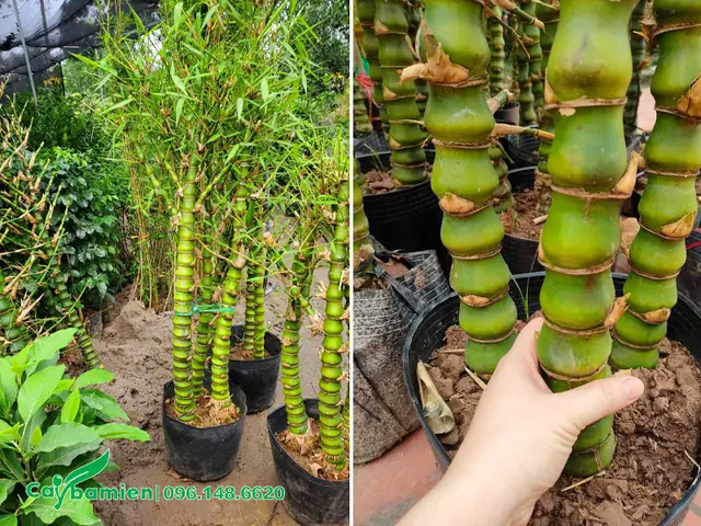 Báo Giá Cây Trúc Quan Âm