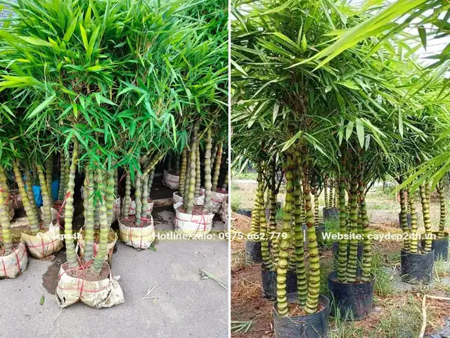 Giá Cây Trúc Quan Âm Bao Nhiêu?