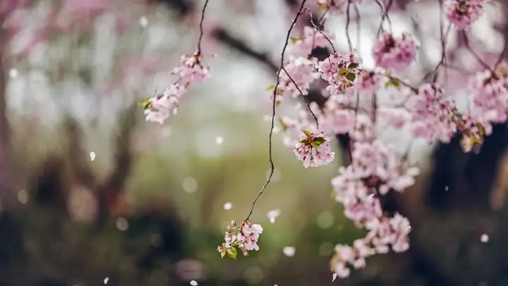 Born To Roar 777 - "hoa Rơi Cửa Phật, Vạn Sự Tuỳ Duyên"