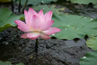 Chửi Mắng Và Lời Dạy Của Đức Phật