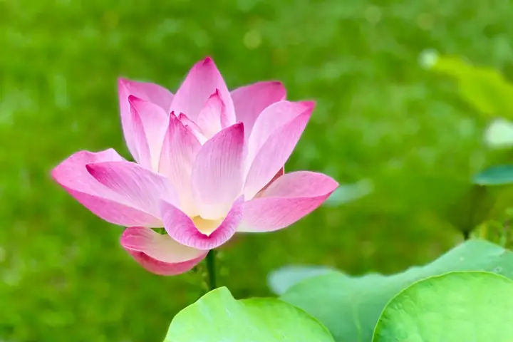 Hỏi & Đáp Thiền: Có Bao Nhiêu Kiểu Thiền Phật Giáo? – Viet Hung