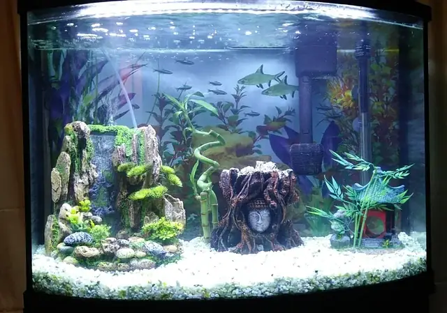 Có Nên Để Tượng Phật Trong Bể Cá? Giải Mã Phong Thủy, Khoa Học Và Những Điều Cấm Kỵ