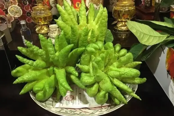 Ý Nghĩa Của Quả Phật Thủ Ít Người Biết, Cách Chọn Phật Thủ Và Mẹo ...