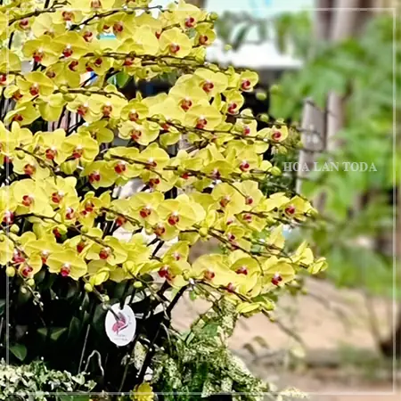 Mang Trên Người Những Sắc Màu Xinh Đẹp Để Tỏa Hương Thanh Mát