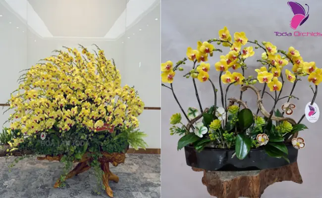 Dâng Hoa Lễ Phật Đản, Nét Đẹp Từ Ngàn Đời Xưa