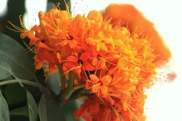 Cuộc Đời Đức Phật Thích Chân Quang